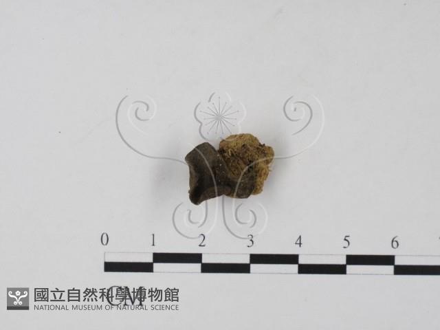 登錄號:F0015530藏品圖，第1張