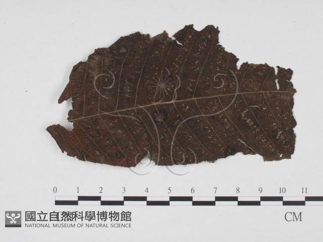 登錄號:F0019530藏品圖，第1張