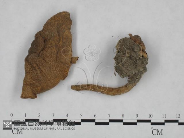 登錄號:F0023530藏品圖，第1張