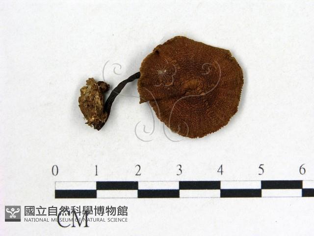 登錄號:F0003530藏品圖，第1張