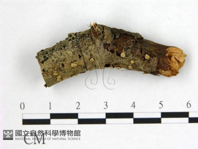 花耳屬藏品圖，第1張