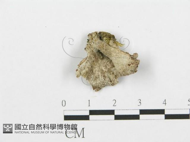 裂褶菌藏品圖，第1張