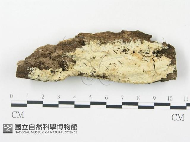 登錄號:F0000130藏品圖，第1張