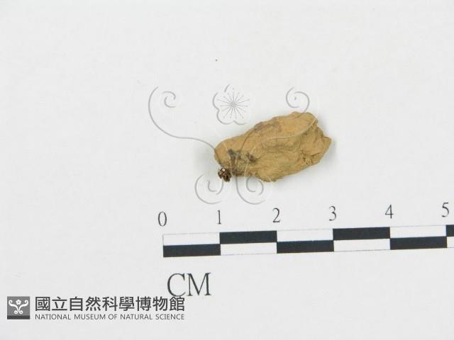 登錄號:F0010130藏品圖，第1張