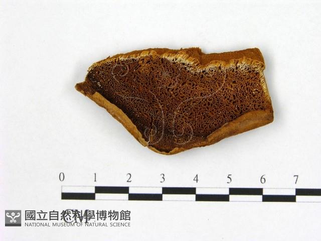 登錄號:F0006130藏品圖，第1張