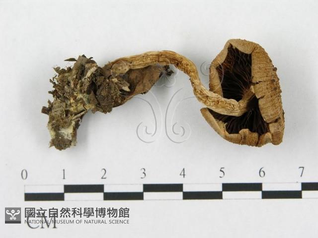 登錄號:F0016130藏品圖，第1張