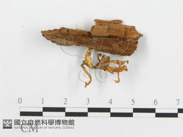 登錄號:F0001130藏品圖，第1張