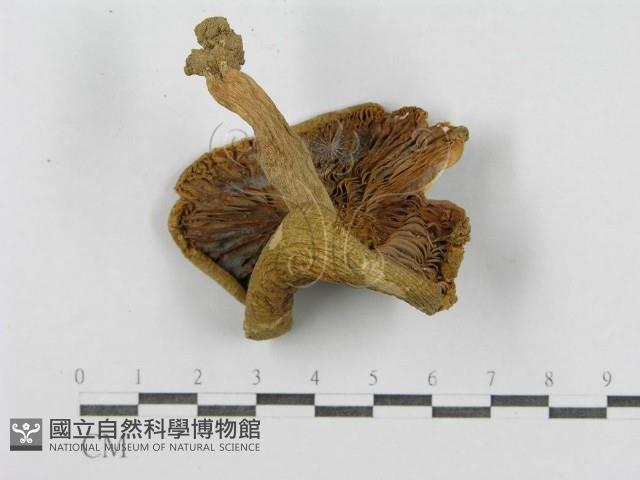 登錄號:F0011130藏品圖，第1張