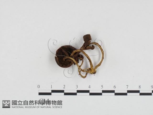 登錄號:F0024130藏品圖，第1張
