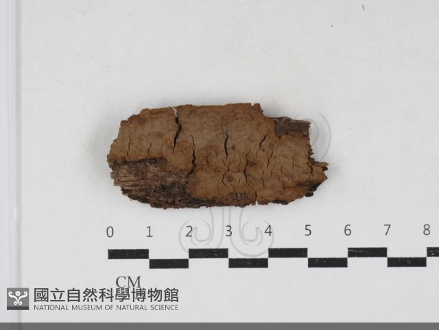 刺革菌屬藏品圖，第1張