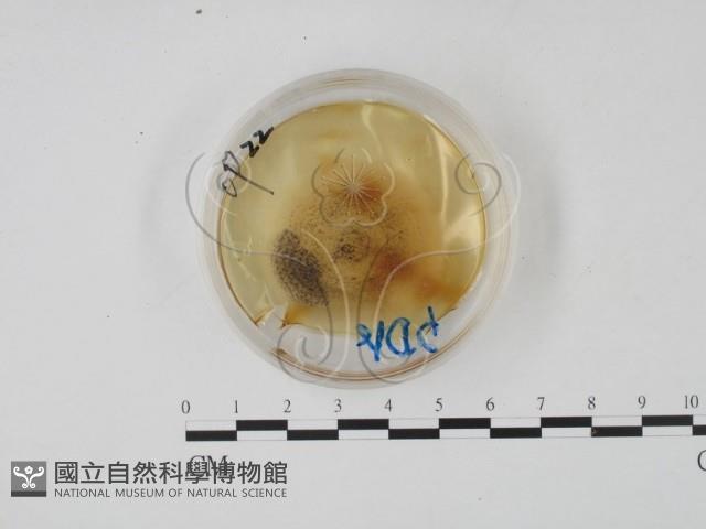 登錄號:F0022130藏品圖，第1張