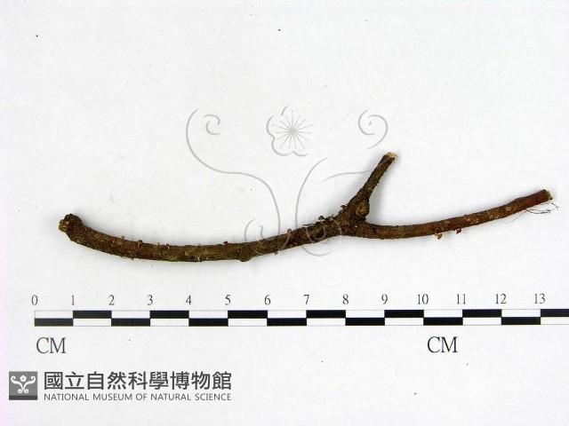 登錄號:F0002130藏品圖，第1張