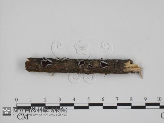 登錄號:F0012130藏品圖，第1張