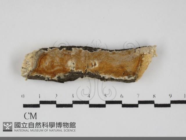 登錄號:F0032130藏品圖，第1張