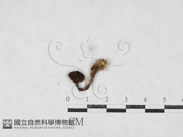 登錄號:F0027130藏品圖，第1張