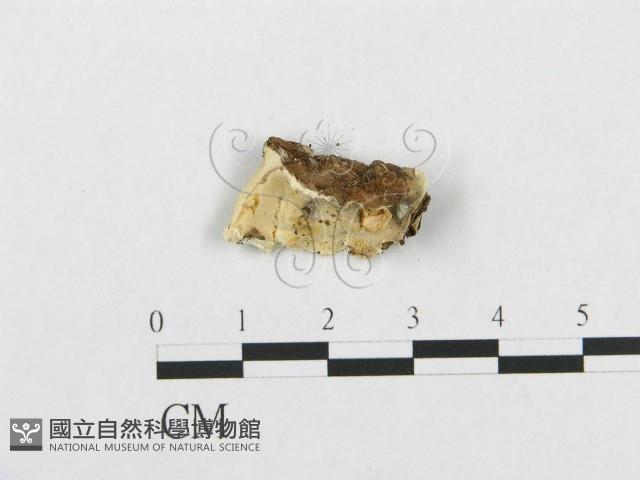 登錄號:F0007130藏品圖，第1張