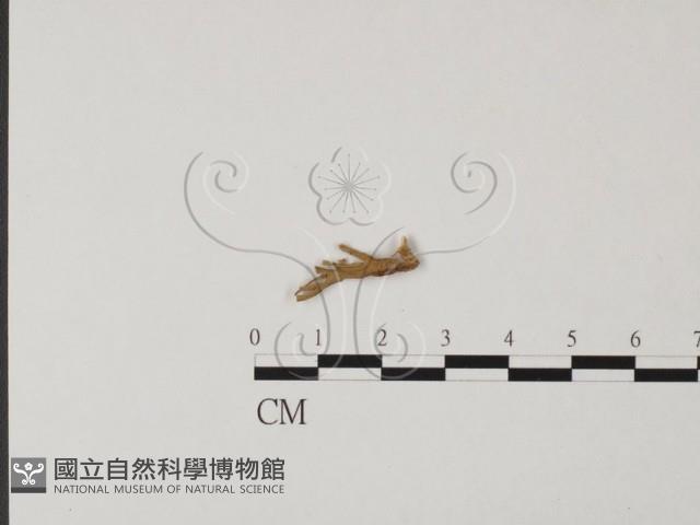 登錄號:F0017130藏品圖，第1張