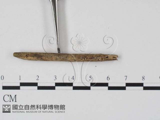 登錄號:F0005130藏品圖，第1張