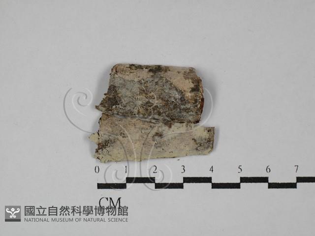 登錄號:F0029130藏品圖，第1張