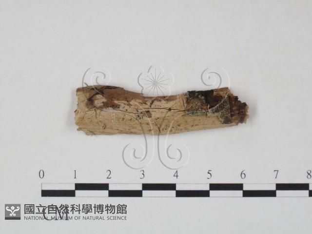 射脈菌屬藏品圖，第1張