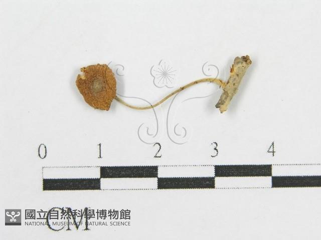 登錄號:F0019130藏品圖，第1張
