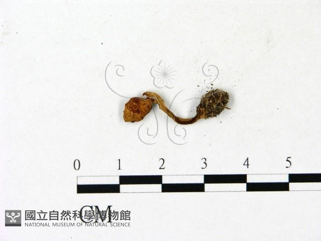 登錄號:F0023130藏品圖，第1張