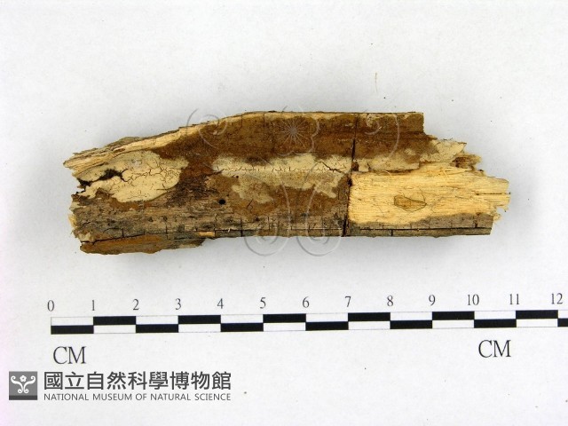 登錄號:F0003130藏品圖，第1張