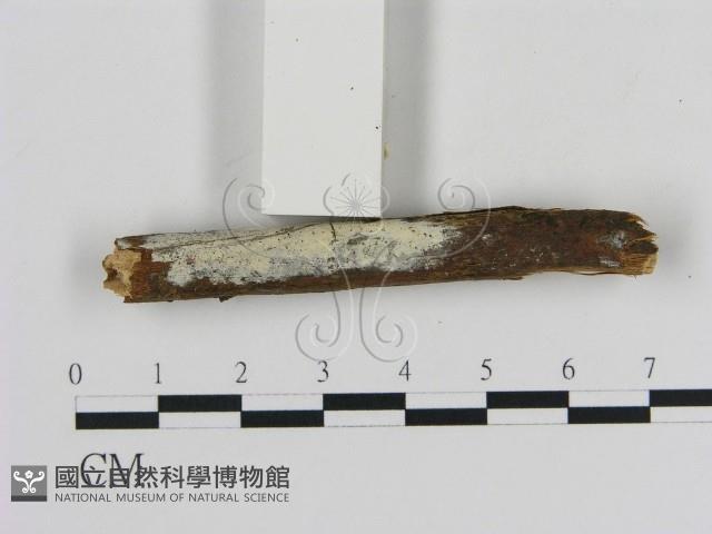 登錄號:F0020030藏品圖，第1張