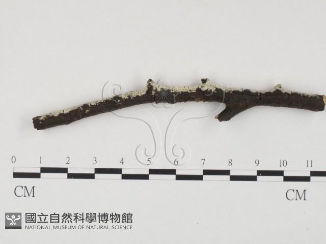 冇骨消絲齒菌藏品圖，第1張