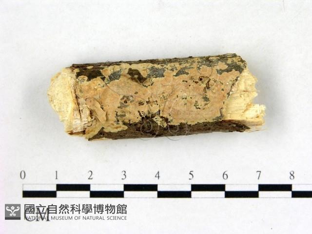 膠孔菌屬藏品圖，第1張