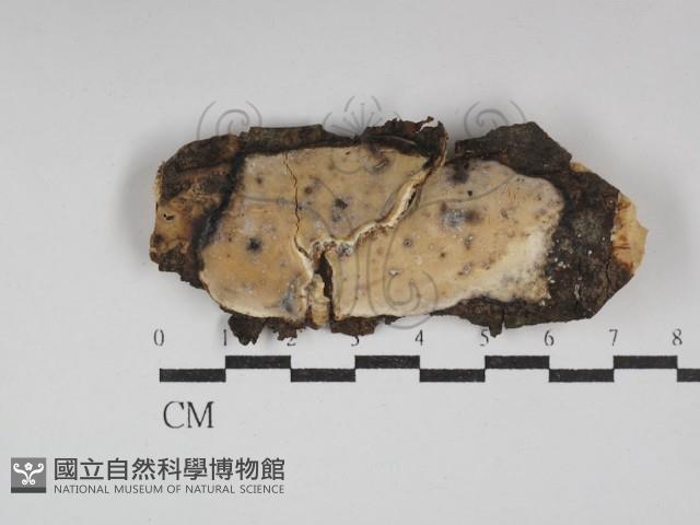 骨皮菌屬藏品圖，第1張