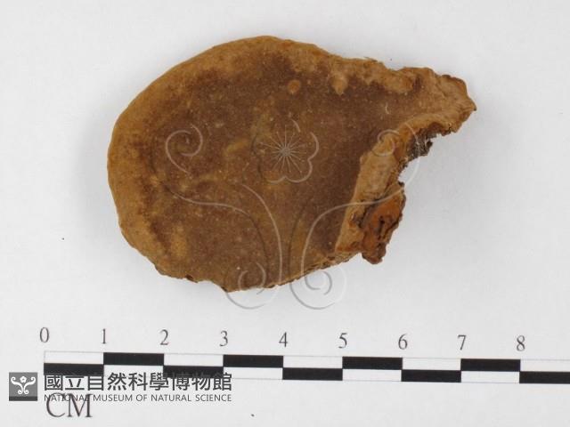 登錄號:F0026030藏品圖，第1張