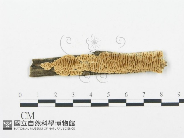 登錄號:F0006030藏品圖，第1張