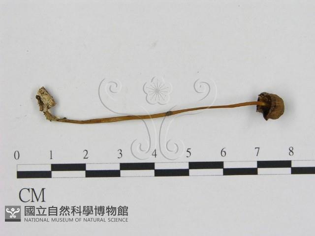 小菇屬藏品圖，第1張