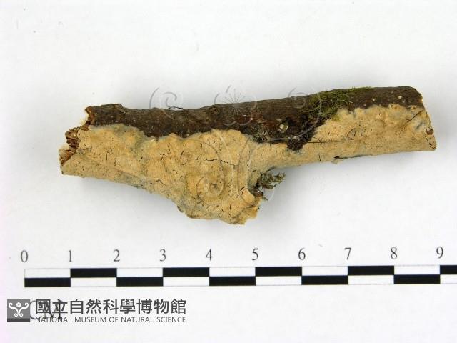 登錄號:F0001030藏品圖，第1張