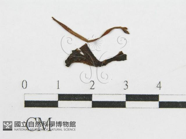 登錄號:F0011030藏品圖，第1張