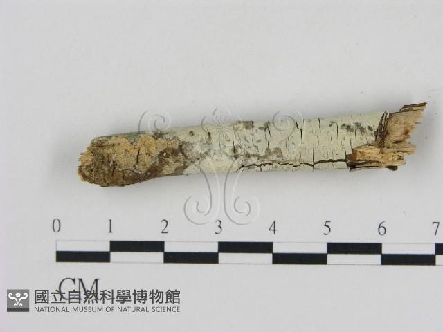 絲齒菌屬藏品圖，第1張
