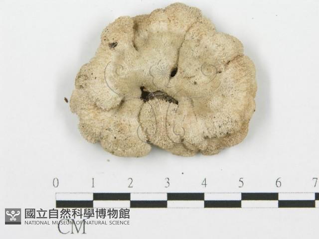 裂褶菌藏品圖，第1張