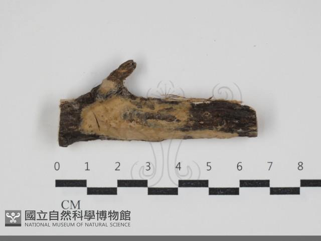 擬射脈菌屬藏品圖，第1張