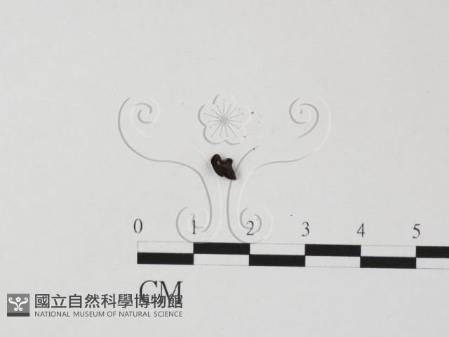 登錄號:F0022030藏品圖，第1張