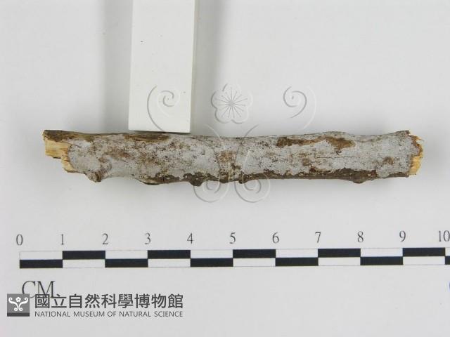 登錄號:F0012030藏品圖，第1張