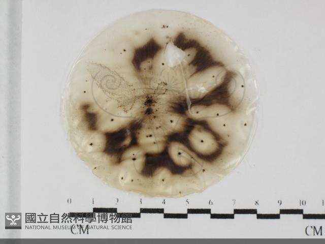 登錄號:F0032030藏品圖，第1張