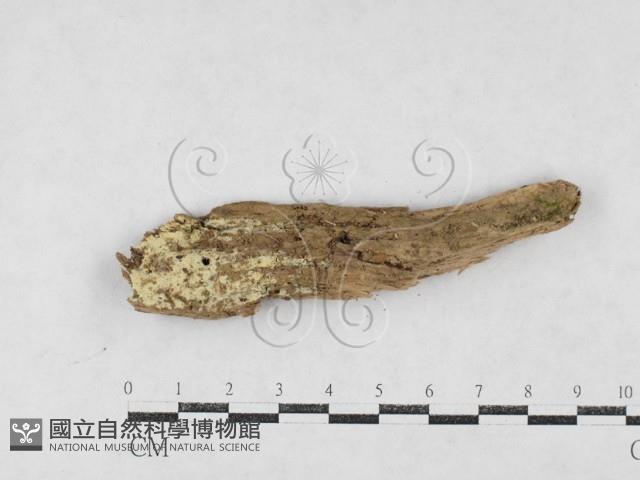 絲皮菌屬藏品圖，第1張