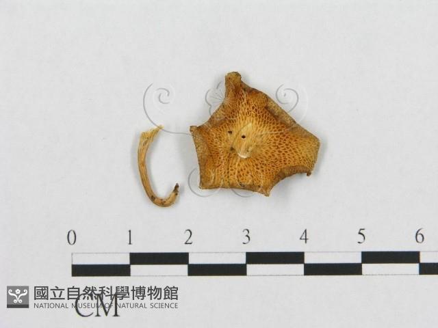 登錄號:F0007030藏品圖，第1張