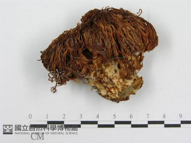 登錄號:F0017030藏品圖，第1張