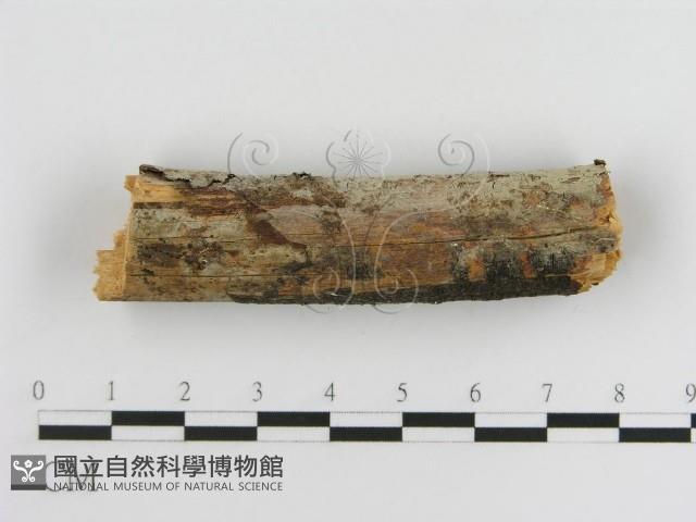 登錄號:F0005030藏品圖，第1張