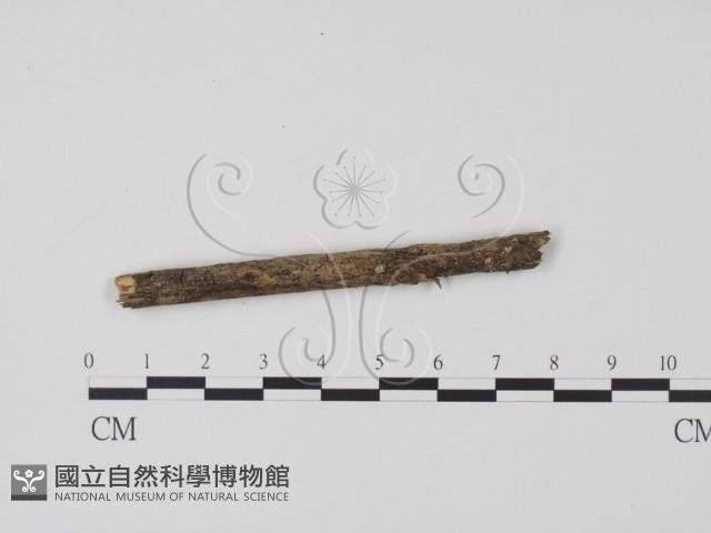 登錄號:F0015030藏品圖，第1張