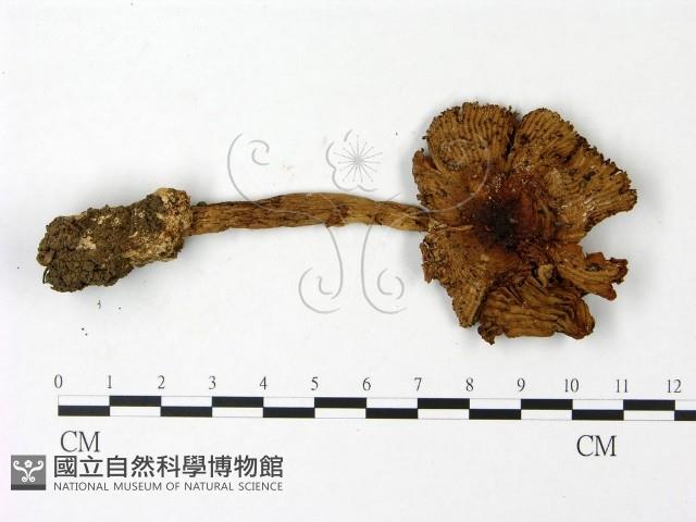 鵝膏屬藏品圖，第1張