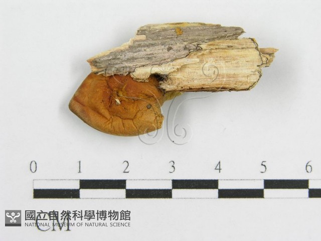 登錄號:F0003030藏品圖，第1張