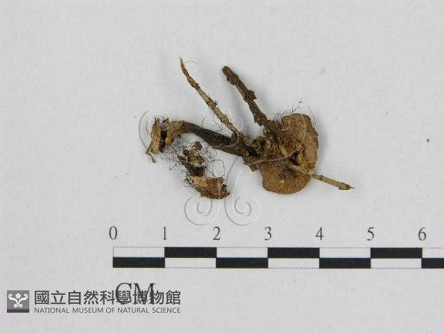小菇屬藏品圖，第1張